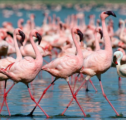 Lake Nakuru National Park