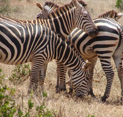Tsavo East National Park