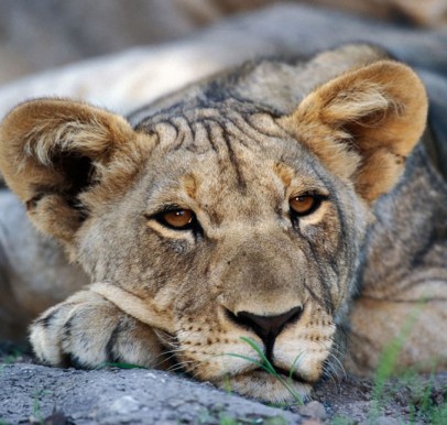 Etosha National Park
