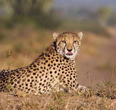 Phinda Game Reserve