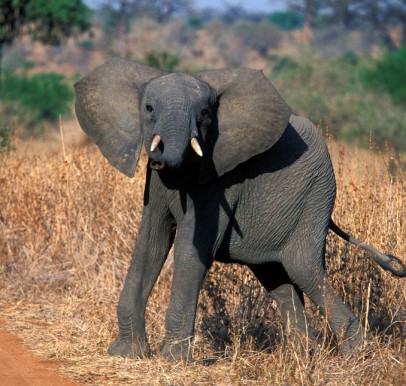 Ruaha National Park