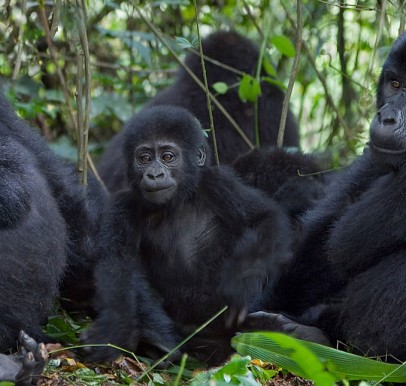 Bwindi Impenetrable NP