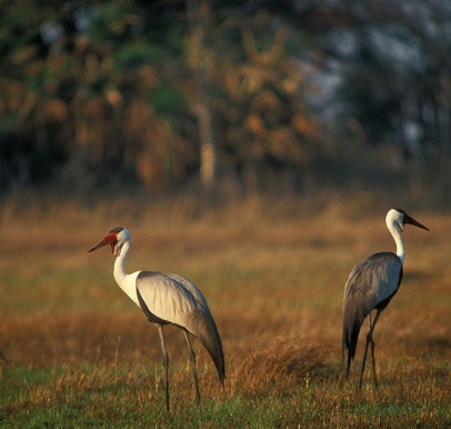 Kafue National Park