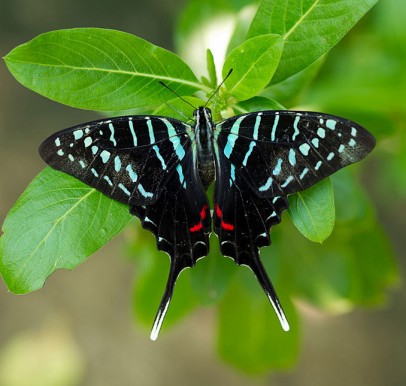 Arabuko Sokoke Forest Reserve