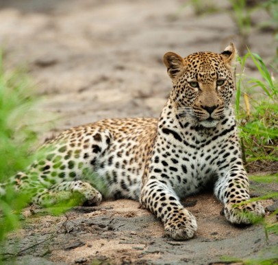Sabi Sand Game Reserve