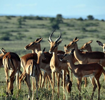 Amakhala Game Reserve