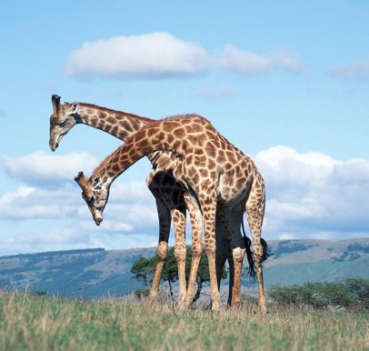 Ithala Game Reserve