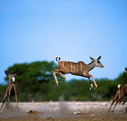 Timbavati Wildlife