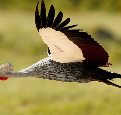 Kakamega Forest National Park