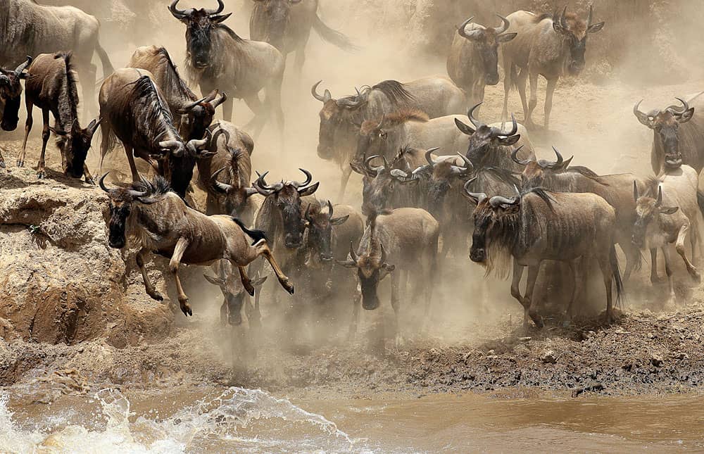 Kenya Safari