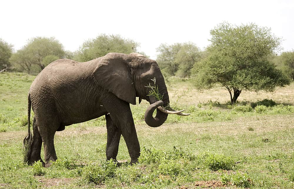 Kenya Safari 1