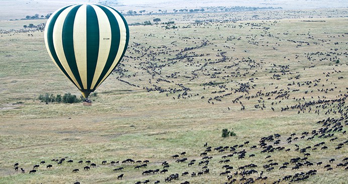 Top 10 Best Wildlife Migrations in the World