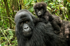 Gorilla Safari & Lake Bunyonyi