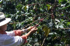 Coffee, Culture and Nature