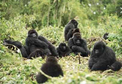 Gorilla Express Safari from Kampala