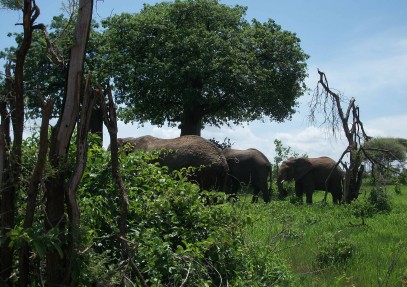 Classic Southern Tanzania Safari