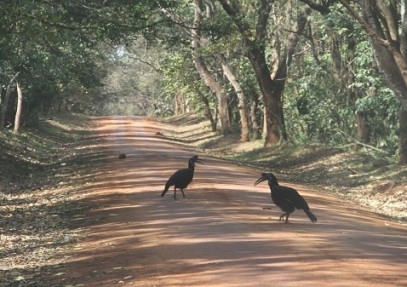 12-Day Birding & Wildlife Safari in Uganda