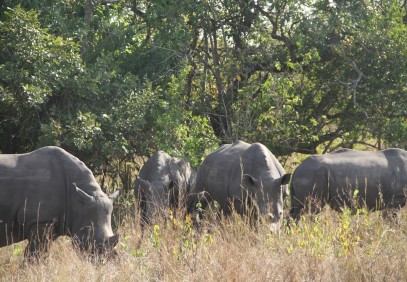 14-Day Explore Uganda Safari