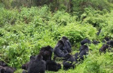 Uganda & Rwanda Wildlife Safari