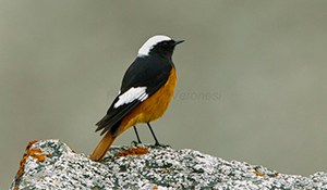 1516122576 safaritourImage