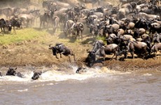 5-Day Masai Mara Safari