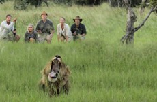 Botswana Northern Highlights