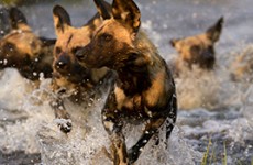 Botswana Miracle Rivers