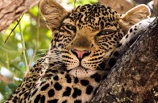 3-Day Selous Game Reserve Safari