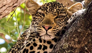 3-Day Selous Game Reserve Safari