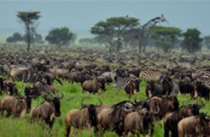 Pure Wilderness Safari