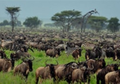 Pure Wilderness Safari