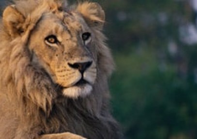 Magical Tanzania Safari
