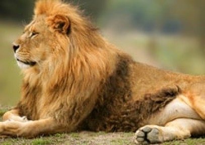 Lion Mobile Safari