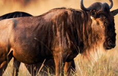 Zambia – Botswana Expedition