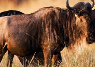 Zambia – Botswana Expedition