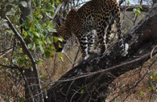 Leopard Luxury Mobile Safari