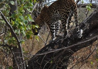 Leopard Luxury Mobile Safari