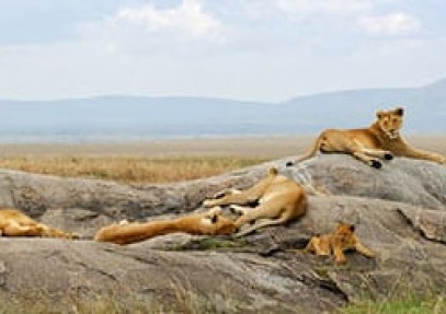 Kenyan Wildlife Safari