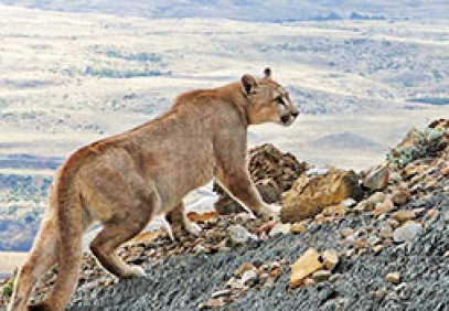 Pumas of Torres del Paine