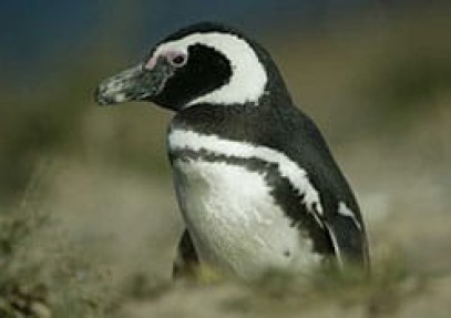 Patagonia Penguin Adventure
