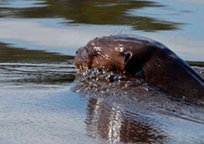 Giant Otters & Macaws