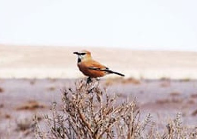 Iran Bird Watching Tour