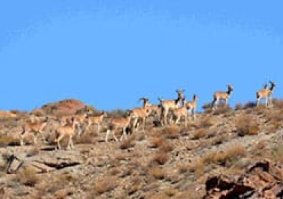 Iran Wildlife Tour