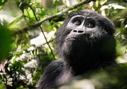 Gorilla Trekking in Uganda