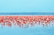 Samburu, Lake Nakuru & Masai Mara Safari