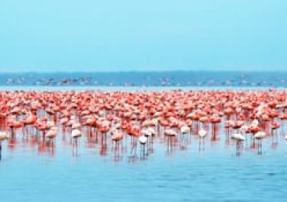 Samburu, Lake Nakuru & Masai Mara Safari