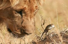 Kenya Luxury Lodge Safari