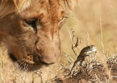 Kenya Luxury Lodge Safari
