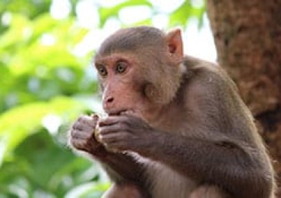 India Primate Tour
