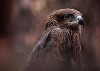 Birding Safari, Upper Assam & Mishmi Hills